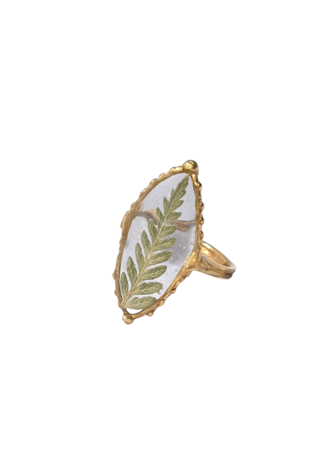 Privet Fern Ring