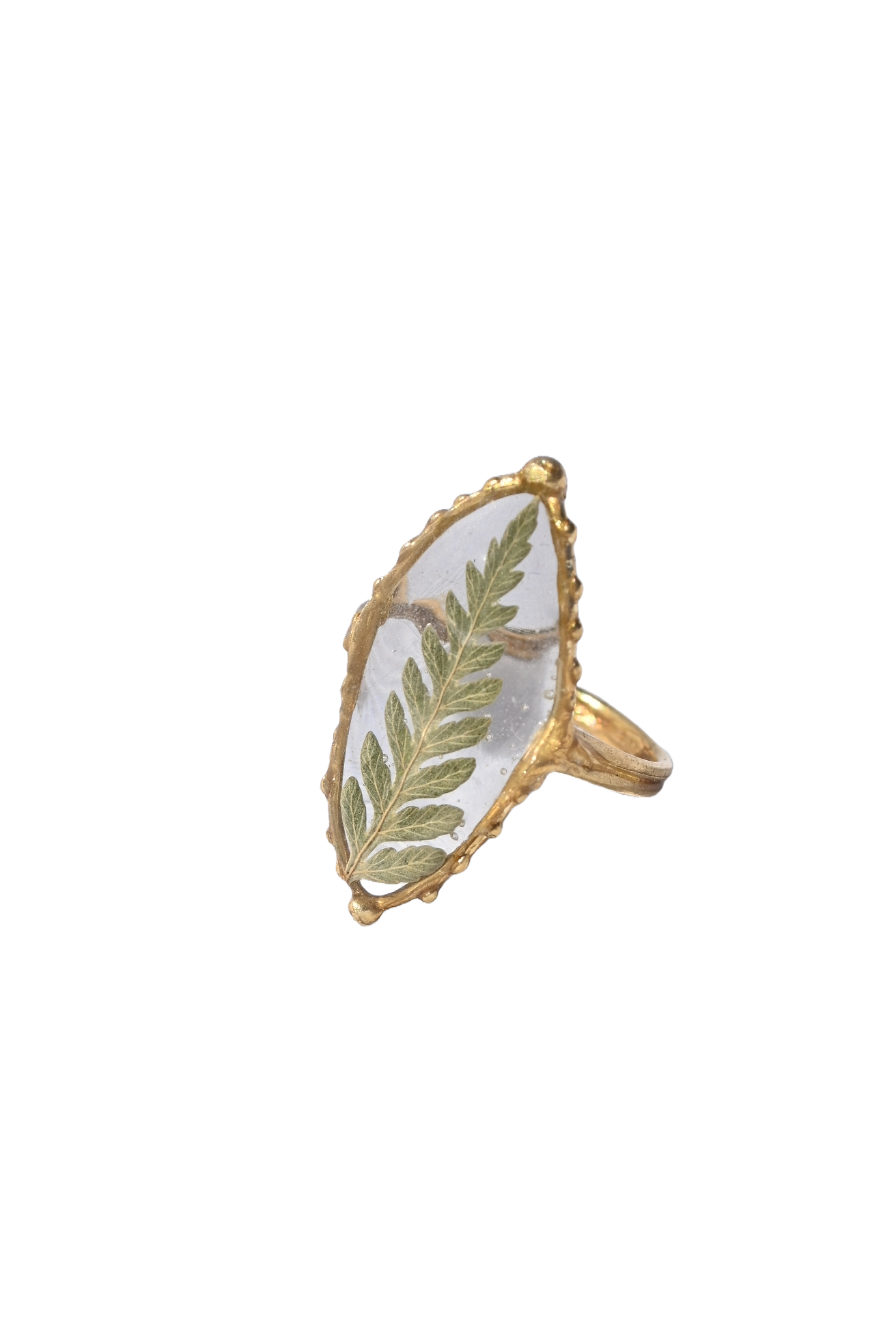 Privet Fern Ring