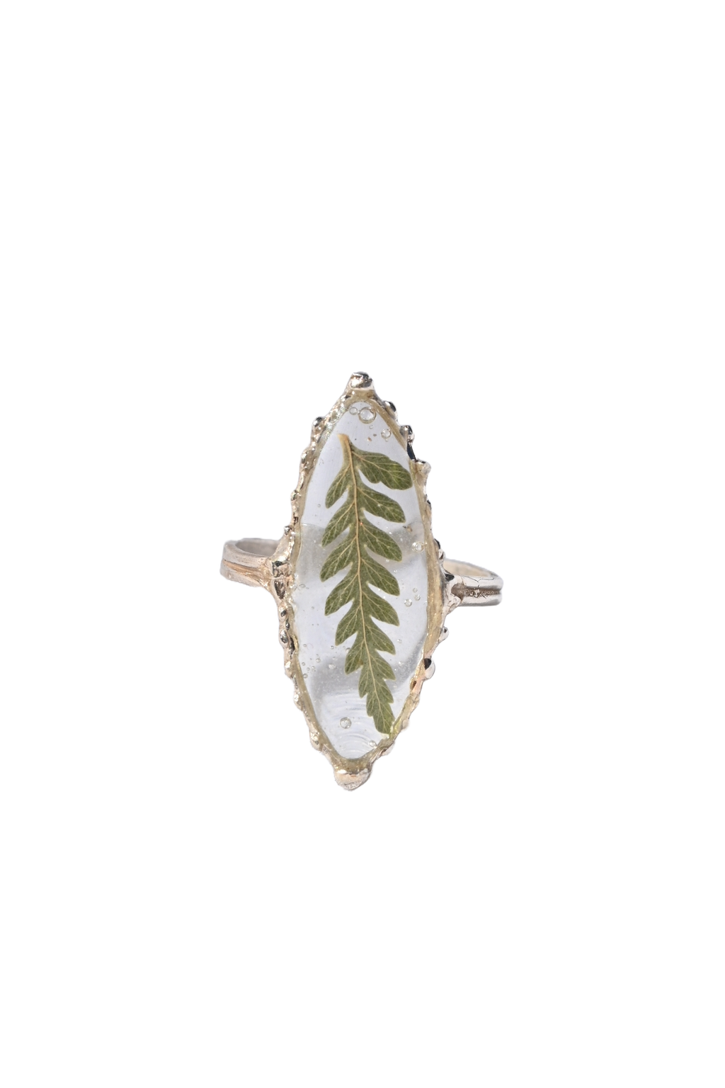 Privet Fern Ring