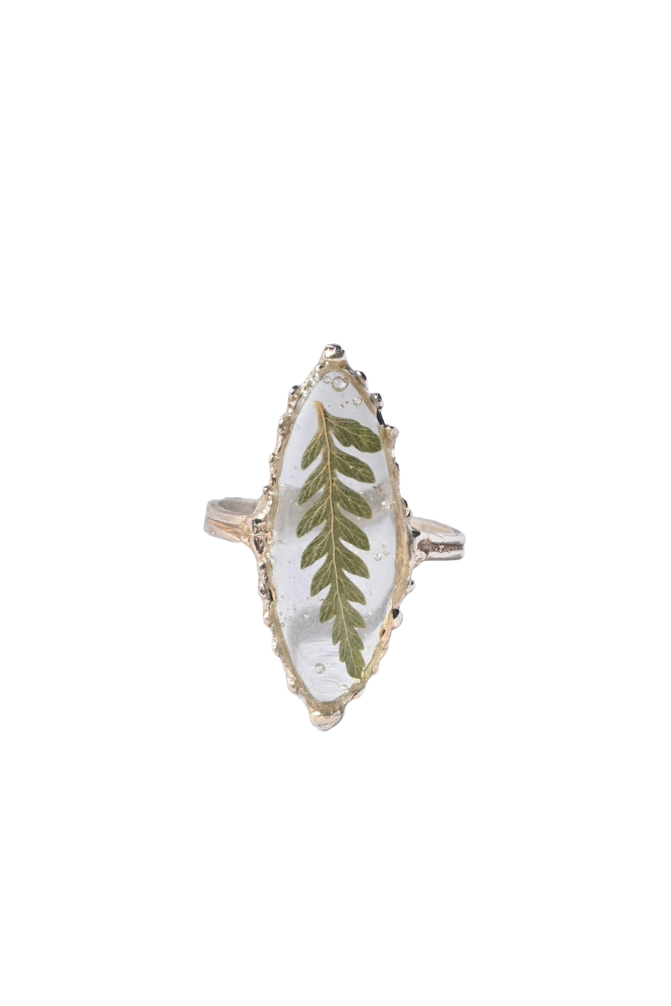Privet Fern Ring